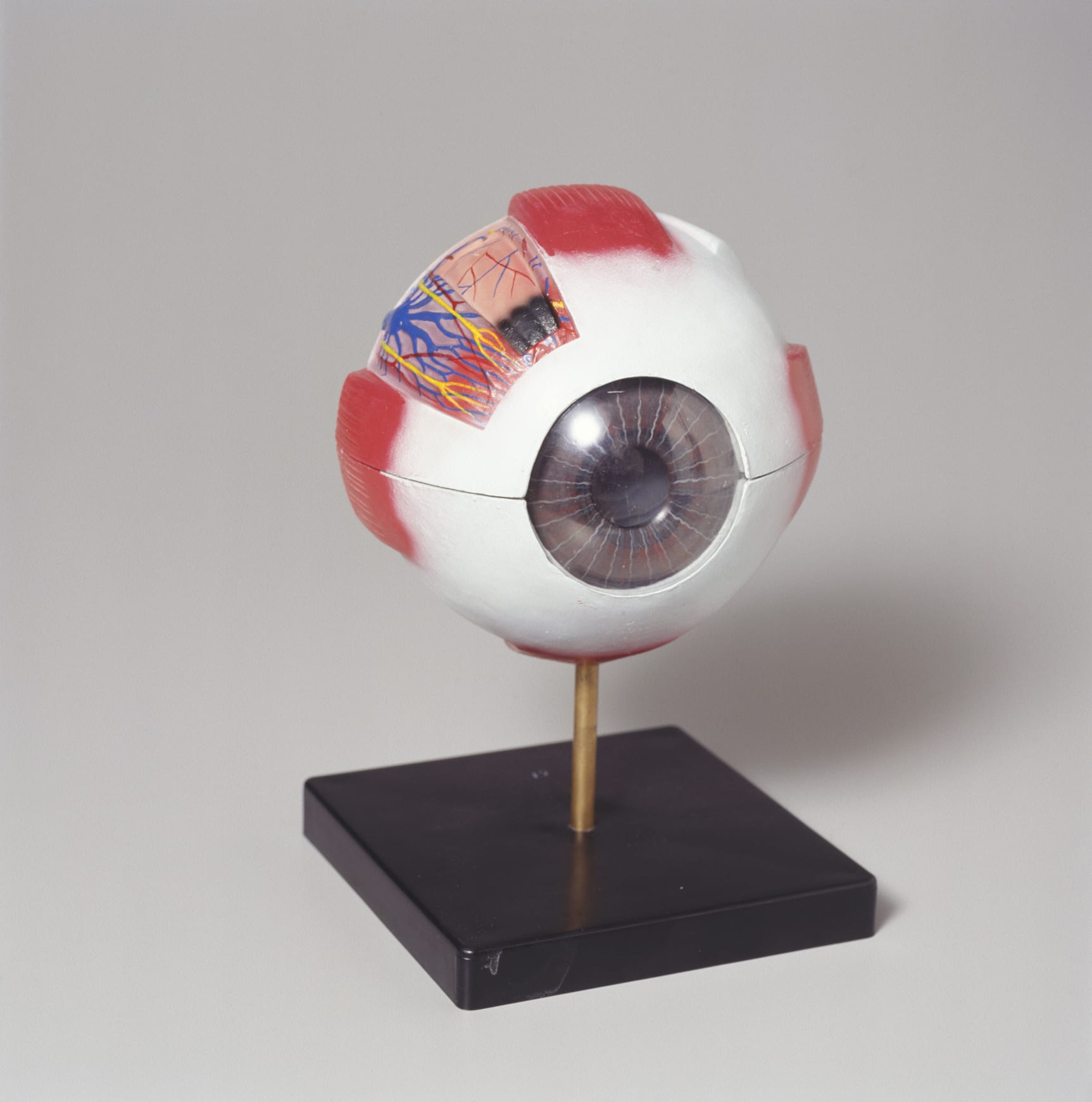 Medical Eye Model